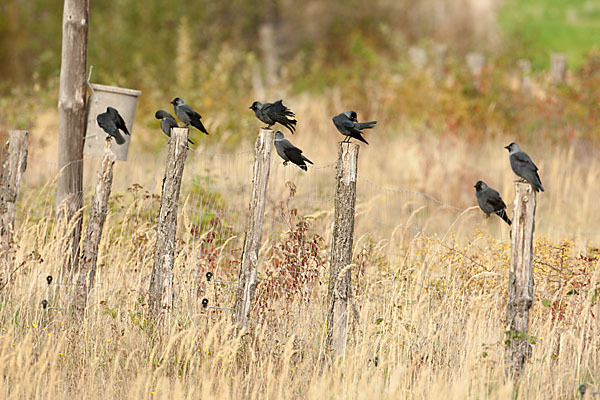 Dohle (Corvus monedula)