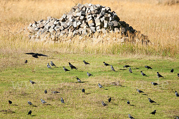 Dohle (Corvus monedula)