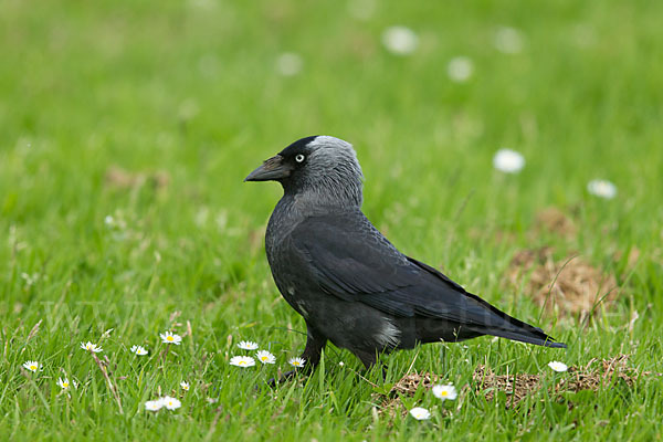 Dohle (Corvus monedula)