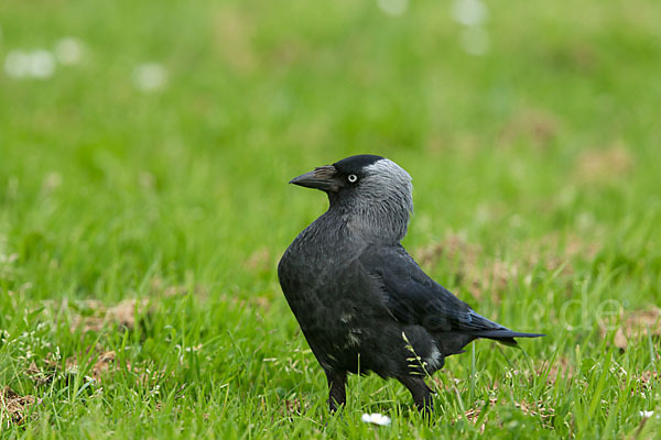 Dohle (Corvus monedula)