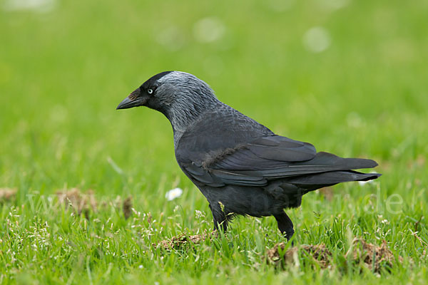 Dohle (Corvus monedula)