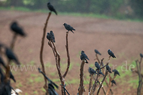 Dohle (Corvus monedula)