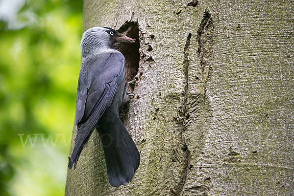 Dohle (Corvus monedula)