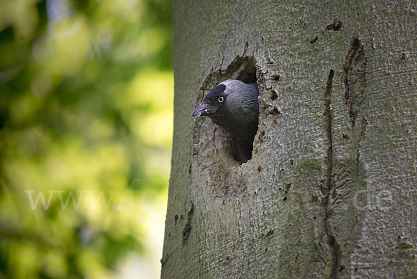 Dohle (Corvus monedula)