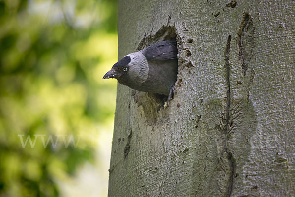 Dohle (Corvus monedula)