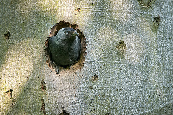 Dohle (Corvus monedula)