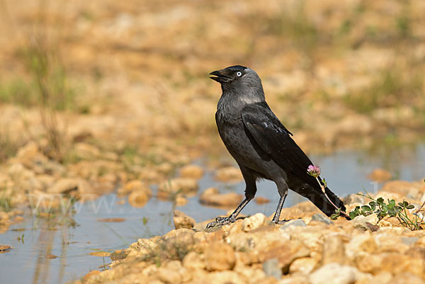 Dohle (Corvus monedula)