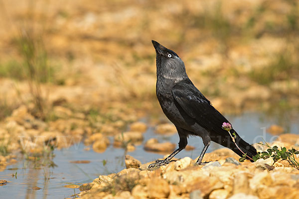 Dohle (Corvus monedula)