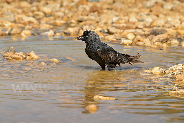 Dohle (Corvus monedula)