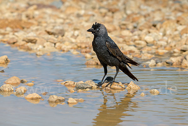 Dohle (Corvus monedula)