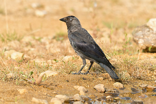 Dohle (Corvus monedula)