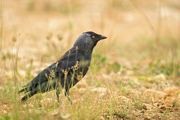 Dohle (Corvus monedula)