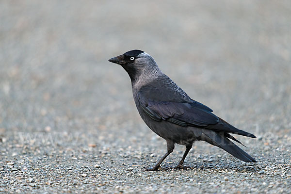 Dohle (Corvus monedula)