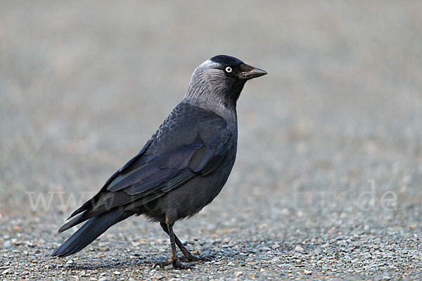 Dohle (Corvus monedula)