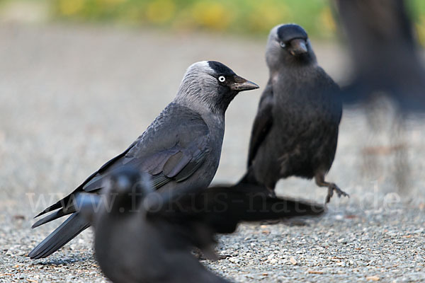 Dohle (Corvus monedula)