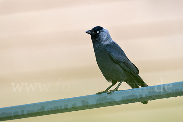 Dohle (Corvus monedula)