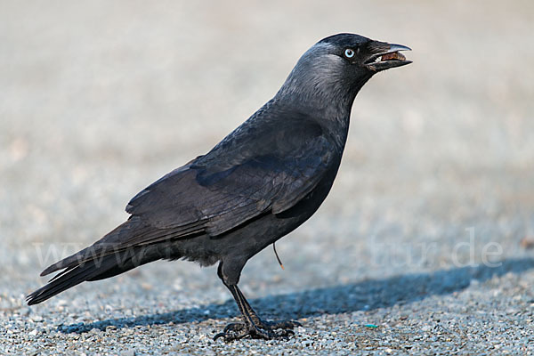 Dohle (Corvus monedula)