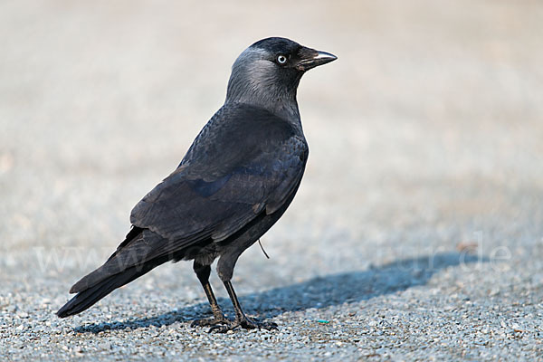 Dohle (Corvus monedula)