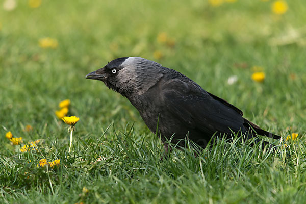 Dohle (Corvus monedula)