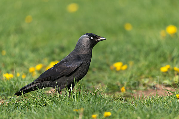 Dohle (Corvus monedula)