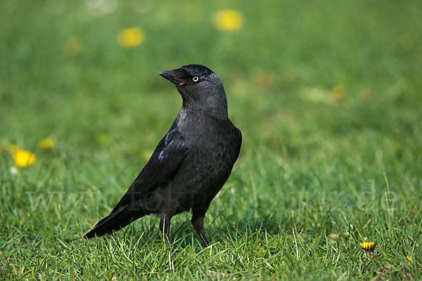 Dohle (Corvus monedula)