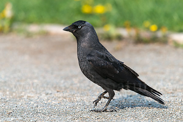 Dohle (Corvus monedula)