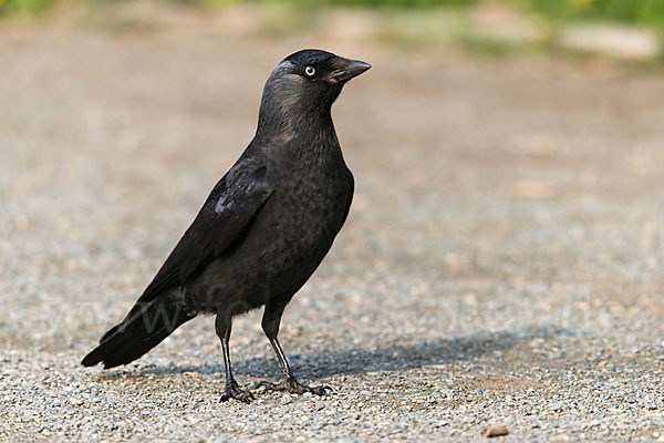 Dohle (Corvus monedula)