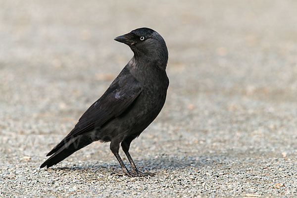 Dohle (Corvus monedula)