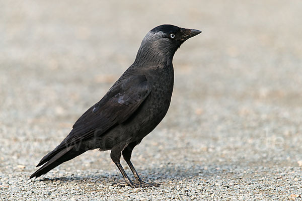 Dohle (Corvus monedula)