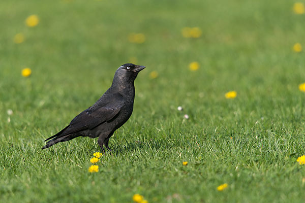 Dohle (Corvus monedula)