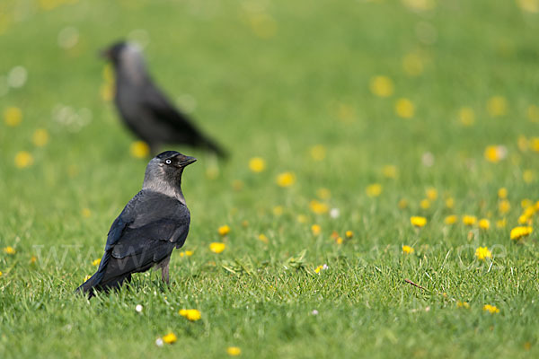 Dohle (Corvus monedula)