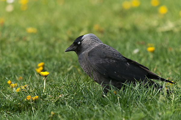 Dohle (Corvus monedula)