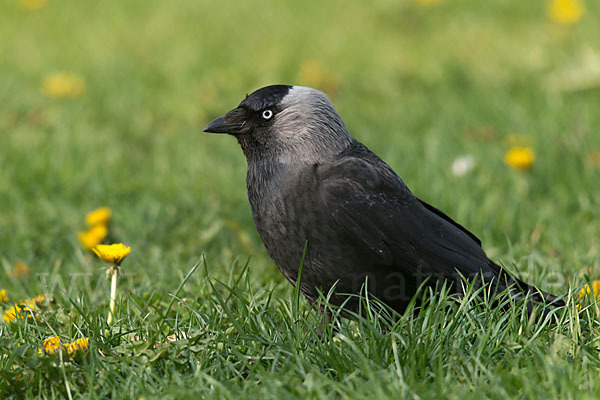 Dohle (Corvus monedula)