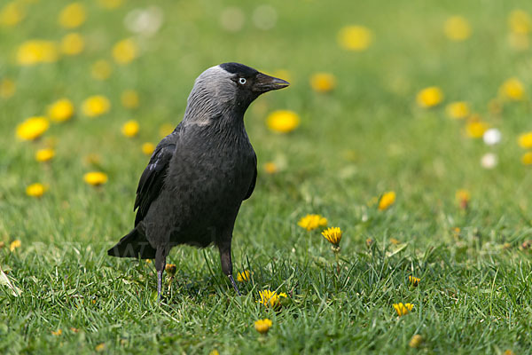 Dohle (Corvus monedula)