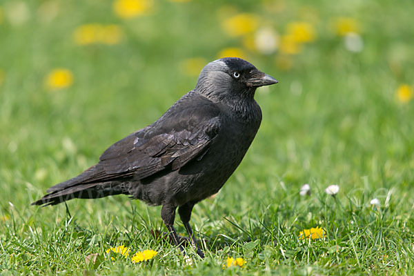 Dohle (Corvus monedula)