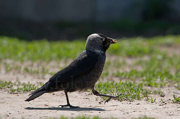 Dohle (Corvus monedula)