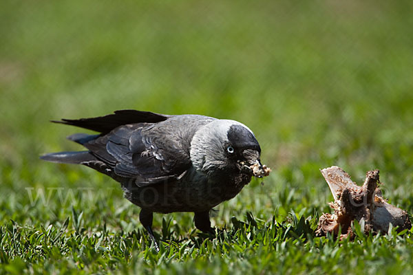 Dohle (Corvus monedula)