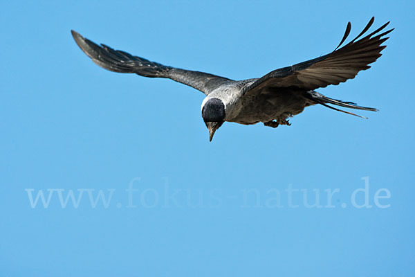 Dohle (Corvus monedula)