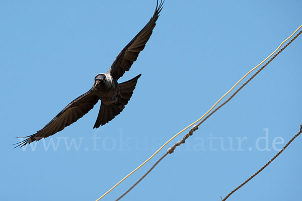 Dohle (Corvus monedula)