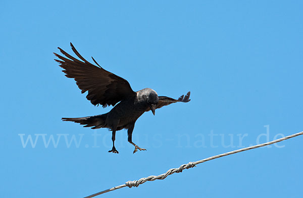 Dohle (Corvus monedula)