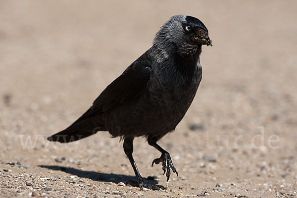 Dohle (Corvus monedula)