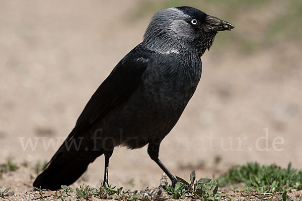 Dohle (Corvus monedula)