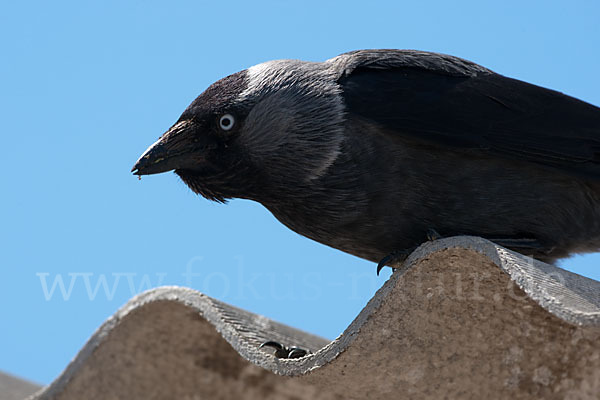 Dohle (Corvus monedula)