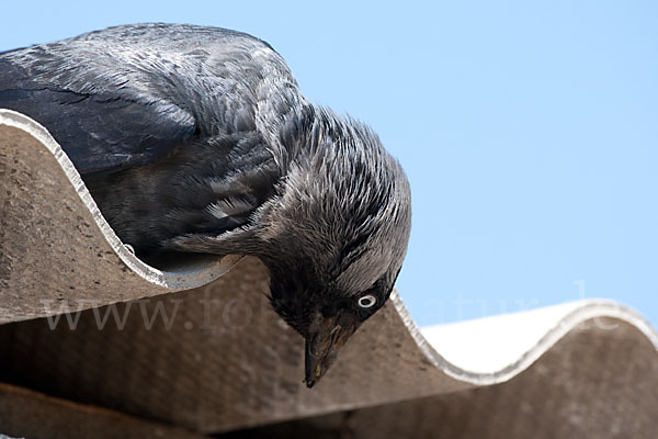 Dohle (Corvus monedula)