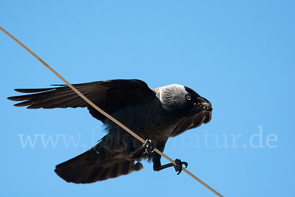 Dohle (Corvus monedula)