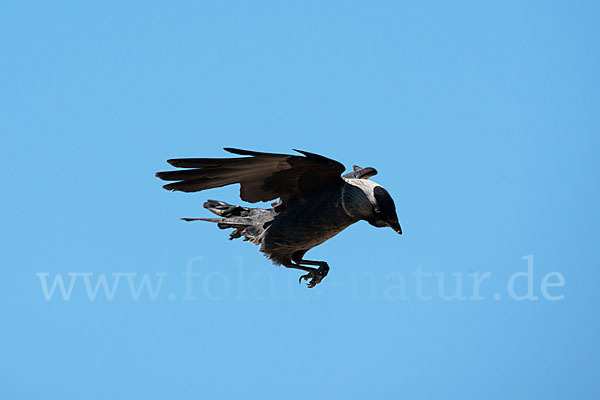 Dohle (Corvus monedula)