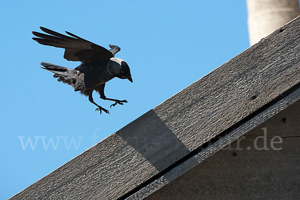 Dohle (Corvus monedula)