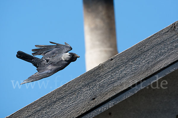 Dohle (Corvus monedula)