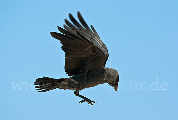 Dohle (Corvus monedula)