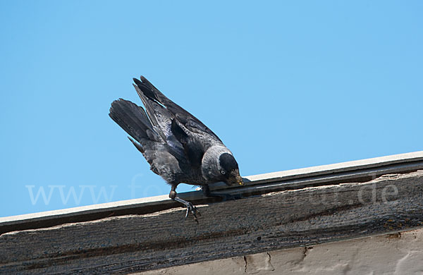 Dohle (Corvus monedula)